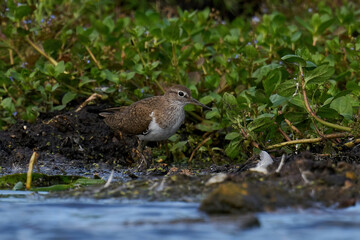Common sandpiper (Actitis hypoleucos)