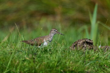 Common sandpiper (Actitis hypoleucos)