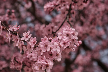 Blossoming cherry plum pink flowers