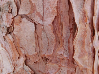 Pine bark texture close up