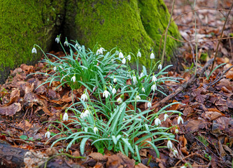 Die ersten Schneeglöckchen im Wald bei Nottuln