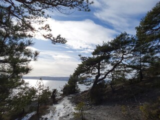 Fototapeta na wymiar tree against the blue sky - Malmøya