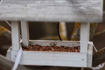Wooden Birdhouse in Forest. Bird Feeder with Mix of Seeds.