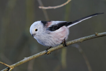 Obraz premium Long-tailed tit (Aegithalos caudatus)