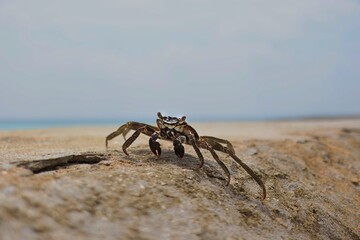 Swift-Footed Rock Crab on the Stone in Sunny Maldives. Crawling Crab Outside.