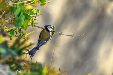 Chapim-azul | Cyanistes caeruleus