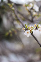 Spring white flowers on the tree