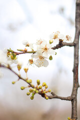 Spring white flowers on the tree