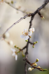 Spring white flowers on the tree