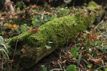 the trunk of a fallen tree in the forest in summer