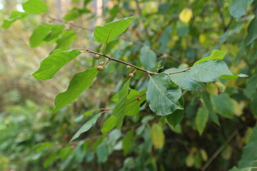 berries on tree branches, in summer