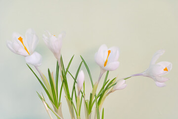 White crocus flower in the pot indoor - Close up