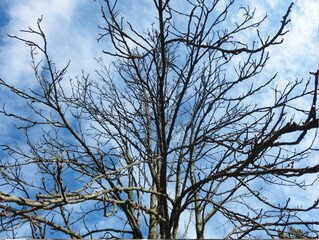 Branched trees against the blue sky.