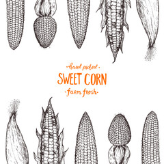Corn on the cob hand drawn vector illustration. Corn sketch illustration. Engraving style, vintage design.