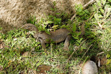 Land monitor lizard (thalagoya) crawling on grass, Sri Lanka