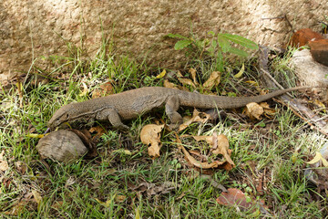 Land monitor lizard (thalagoya) crawling on grass, Sri Lanka