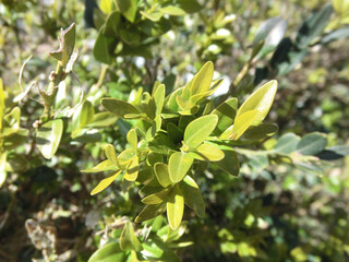 Fototapeta na wymiar Green succulent plant background in rays of sunlight.