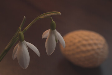 Osterei und Schneeglöckchen 1/3