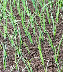  Green onion sprouts.