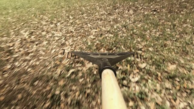 POV of person raking leaves, camera moves with the rake