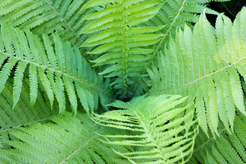 Fern. Green fern leaf close-up Beautiful background of young green fern leaves. Wildlife concept.