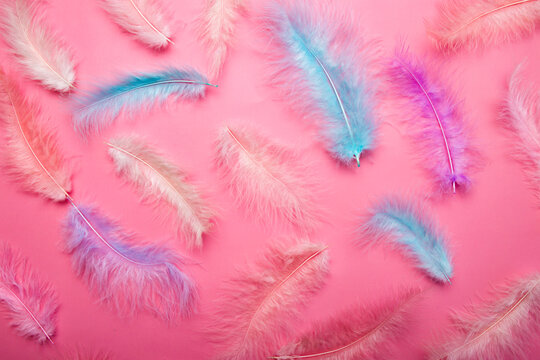 Multicolored pink and blue feathers of plumage of birds on a pink background, lightness and airiness concept © Evgeniya Sheydt