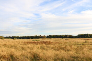dry tall grass on the field. forest in the background. autumn, Russia