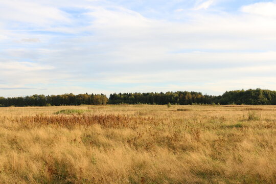 dry tall grass on the field. forest in the background. autumn, Russia