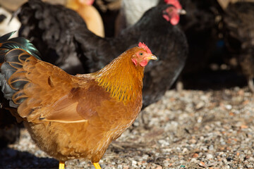 Brown and Black Hen. Chicken free running in summer