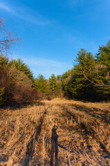 autumn in the forest