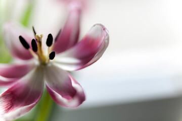 Withered pink-white tulip macro photography,background,place for text.