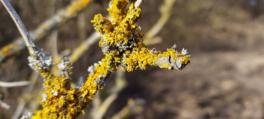 Closeup of yellow lichen growing on a small branch