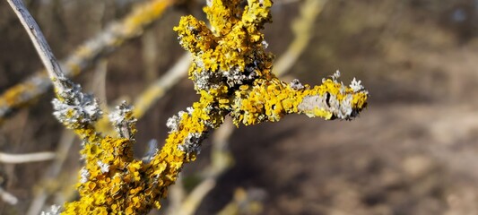 Closeup of yellow lichen growing on a small branch