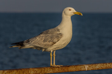 Portrait of a gull or seagull standing on a seaside railing at golden hour near the ocean at sunset or sunrise with water on the horizon. It's Caspian gull (Larus cachinnans).