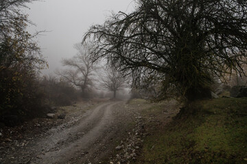 Landscape with beautiful fog in forest on hill or Trail through a mysterious winter forest with autumn leaves on the ground. Road through a winter forest. Magical atmosphere.
