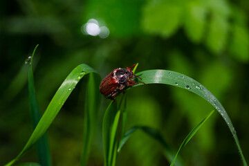 Beetle pest of agricultural land in the grass