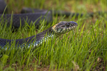 A non-venomous snake crawls in the low green grass and looks around carefully. It's Natrix natrix (grass, ringed or water snake). It's often found near water and feeds on amphibians.