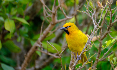 Speke's Weaver in Masai Mara, Kenya