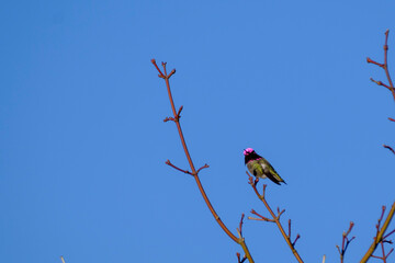 Male Anna's Hummingbird