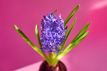 violet fresh hyacinth blooming flowers in pot on pink background with sun light
