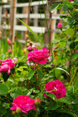 Obraz na płótnie Canvas Rose flowers in the village garden by the fence