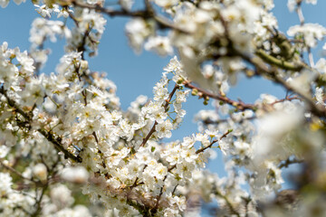 Beautiful spring almond blossoms with white flower on a blue sky background. Blooming and flowering almond tree meaning spring time concept