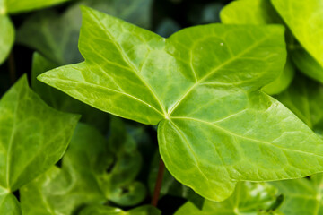 Hedera Helix leaf in the garden