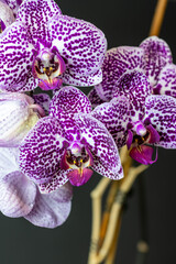 purple orchid on a black background