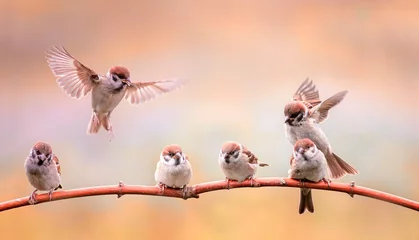 Foto op Plexiglas kleine grappige vogels en kuikens zittend op takken in een zonnige lentetuin © nataba