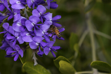 Bee on purple flowers of Texas Mountain Laurel in Tucson, Arizona, United States