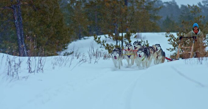 Husky dog sled running from around the bend on a snowy road, dog racing. Man musher stands in a sleigh and drives a husky dog sled, beautiful winter landscape. 4k, ProRes