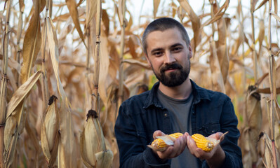 Portrait of a bearded Caucasian farmer holding corn in his hands. Agricultural farm field. Harvest season. The man smiles.