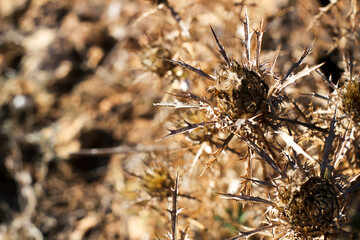 Dry thistle plant under the sun in the mountain