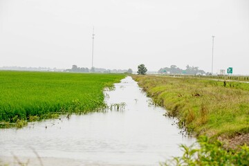 Rice field irrigation in arkansas